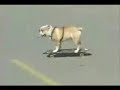 Skateboarding Bulldog