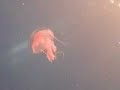 MOVIE: Best Caribbean Scuba Dive