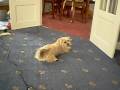 archie having fun with hes rubber ball- a dog and hes ball extremely funny.(lharkie) archie having fun with hes rubber ball- a dog and hes ball extremely funny.(lharkie)