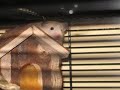 Haxi