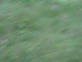 Sqirrel on Screen