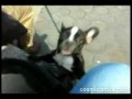 Puppy - Cutest thing