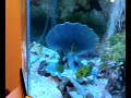 serdar akvaryum bal?k cichlid ciklet �iklet ciklit frontoza