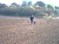 Nina vom Padberg working dog eu