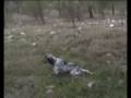 caccia con setter inglese. miss bellissima tricolore esperta a beccacce caccia con setter inglese. miss bellissima tricolore esperta a beccacce