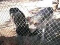NewMexico 「Wolf (オオカミ)」① NewMexico 「Wolf (オオカミ)」①