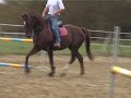 Pic trotting