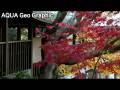 本土寺の紅葉 ハイビジョン（HD1280x720p）Japan Temple Autumnal leaves