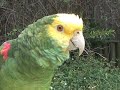 Zorro singing