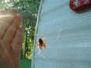 Orb Weaver Spider Orb Weaver Spider