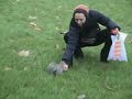 Scoiattoli (Squirrels) Scoiattoli (Squirrels)