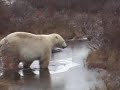 Polar bears play fighting