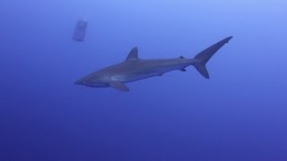 Requins - Rangiroa - Polynésie française