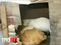 ¿Un perro zoofílico?