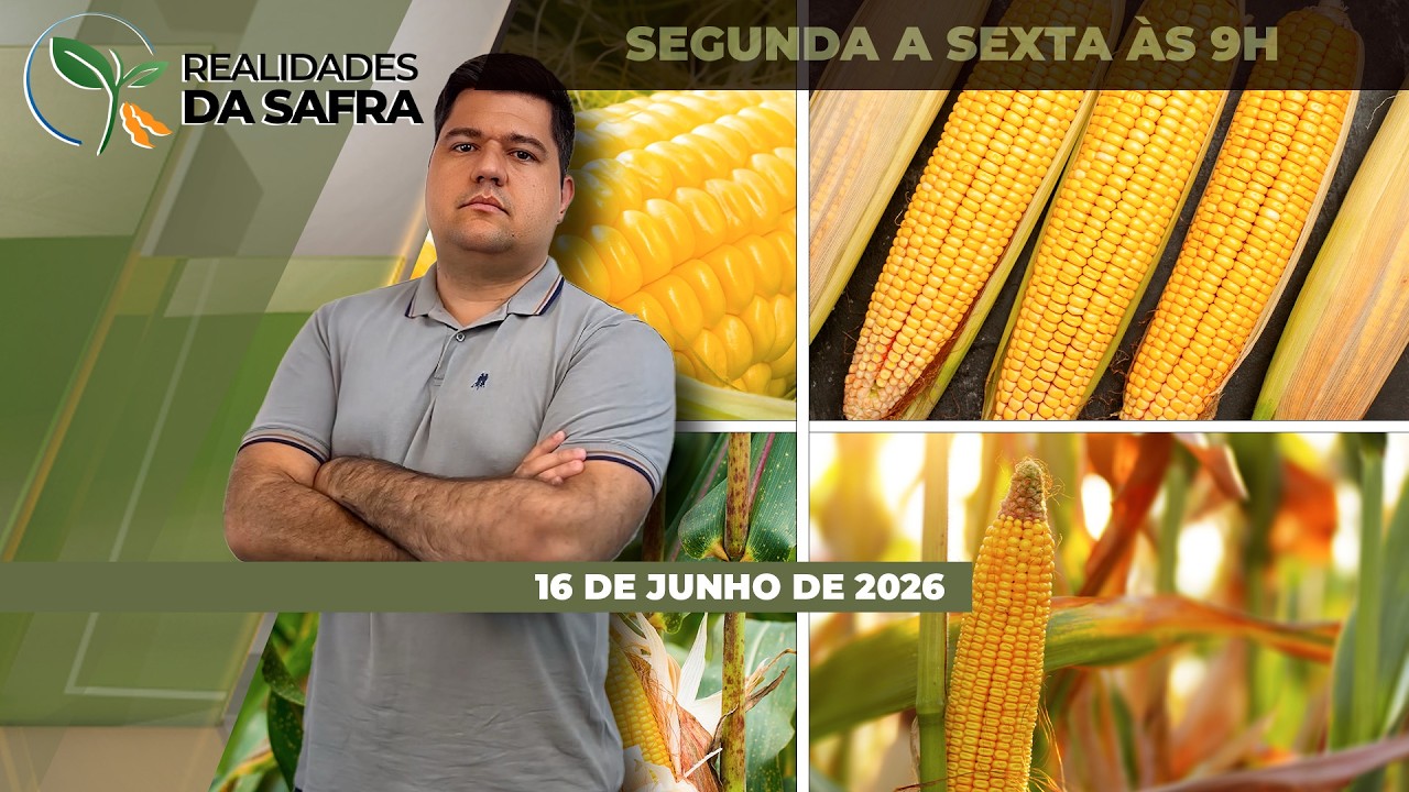 Colheita do milho avança com expectativa de recorde de produção no Mato Grosso