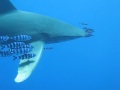 oceanic_at_daedalus
