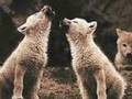 LLOPS LOBOS WOLF WOLVES