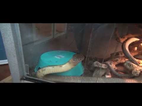 YouTube reptile video