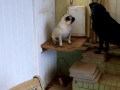 Artie The Talking Pug