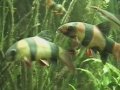 Shoal of Clown loach and adult Red tail shark/Prachtschmerle & Feuerschwanz @ a Zoo Aquarium [1/1]