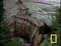 Crocodiles in Love Crocodiles in Love