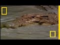 Crocodiles in Love