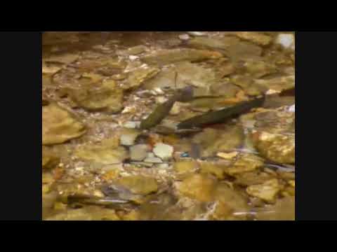 how to fertilized trout eggs