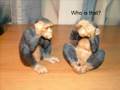 Monkeys