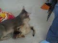 Monkey & Jinx: The death lick