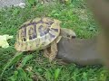 Tortoise attacks man Tortoise attacks man