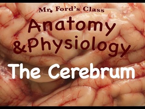 Cerebrum - A quick look at the cerebrum, what it is and what it does. We will look at the parts of the cerebrum in more detail as we continue our video series.