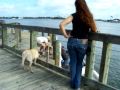 Off Leash recall with nick Turtle
