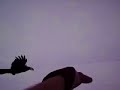 Raven on the IceRoad Raven on the IceRoad