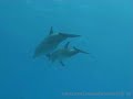 Bottlenose Dolphins - South Egypt Bottlenose Dolphins - South Egypt