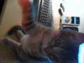 crazy cats