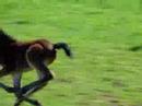 Caz runs around  3