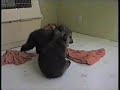 Grizzly Bear Cubs