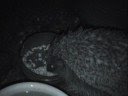 Midsummers Night HEDGEHOG 2008...