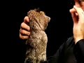 ROBBIE RACCOON TRAINING DVD ROBBIE RACCOON TRAINING DVD