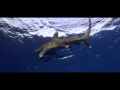 The Longimanus (Oceanic Whitetip Shark)