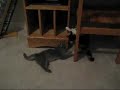 my 2 cats bella & izzie playin