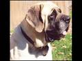Starburst Mastiffs