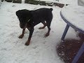 Rottweiler dans la neige Rottweiler dans la neige