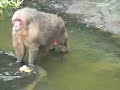 Catemaco Veracruz Isla de los Changos TrotaMexico