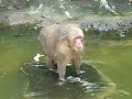 Catemaco Veracruz Isla de los Changos TrotaMexico