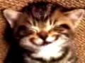 Meow.3gp