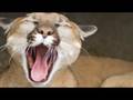 Bush Neuters Endangered Species Act | ZapRoot