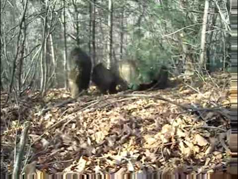 Korea boar hunt 2
