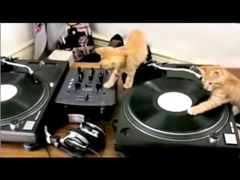 DJ Kittens On The Turntables