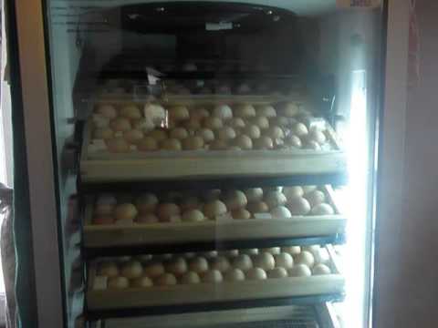 Search result youtube video Переворот+яиц+в+инкубаторе